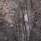 Pfützenwetter im Wald