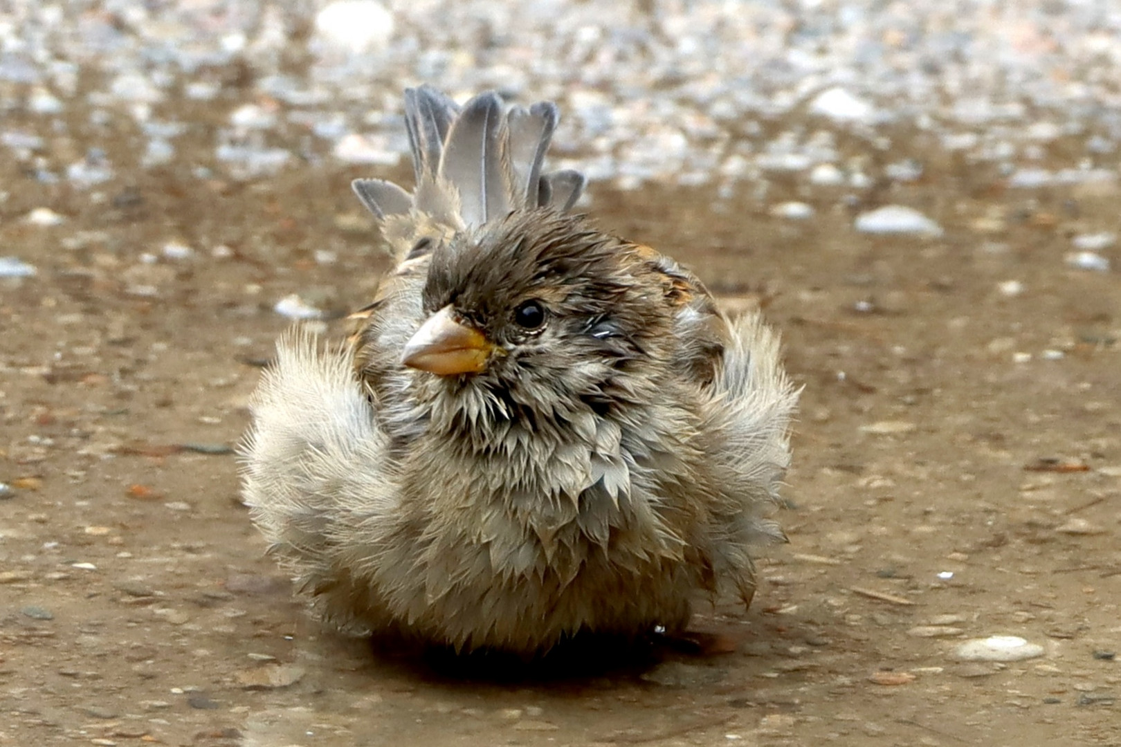 Pfützespatz ...