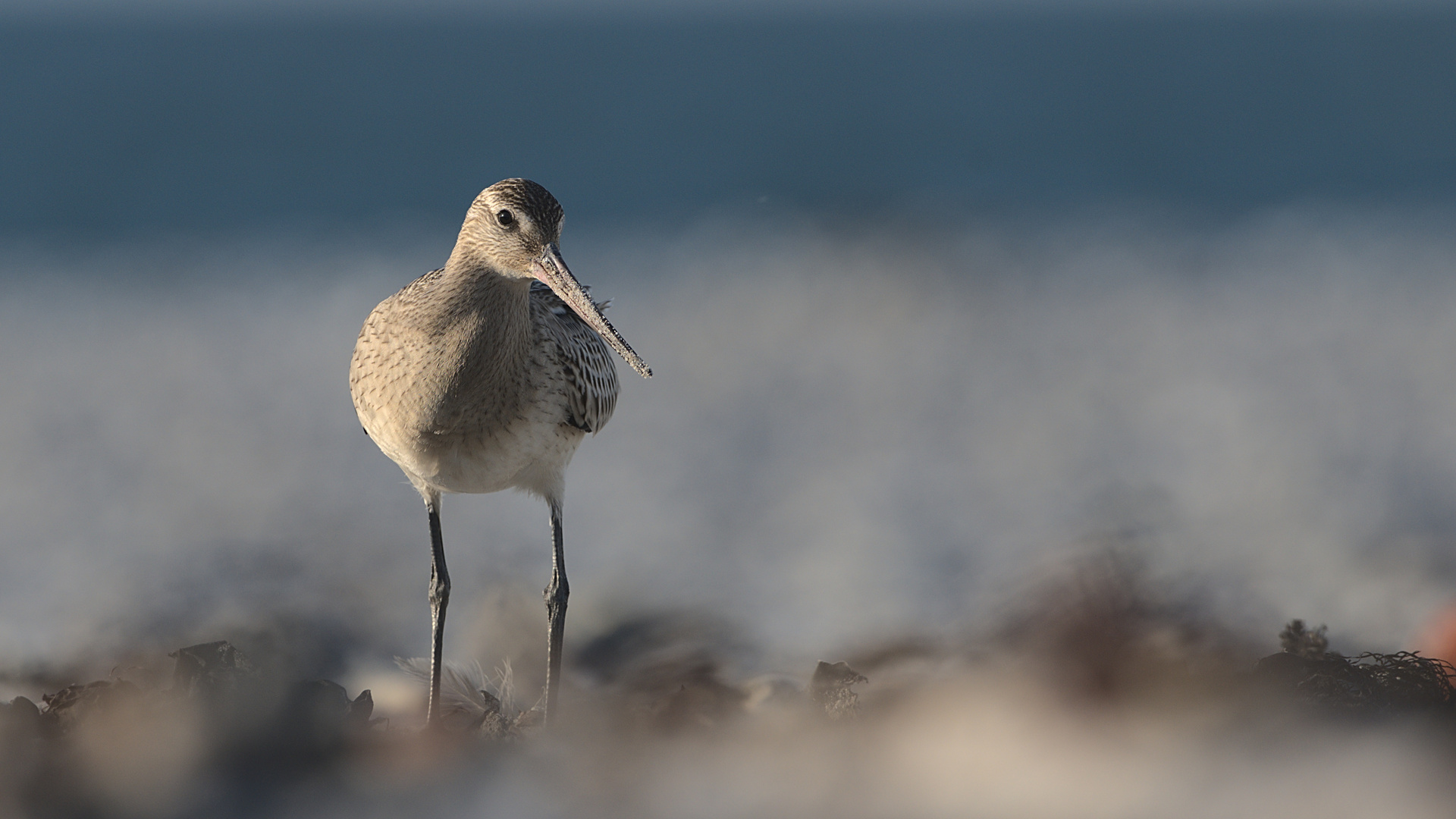 Pfuhlschnepfe am Strand von Helgoland