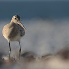 Pfuhlschnepfe am Strand von Helgoland