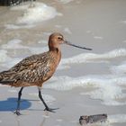 Pfuhlschnepfe auf Amrum