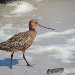 Pfuhlschnepfe auf Amrum