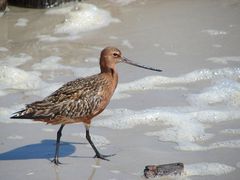 Pfuhlschnepfe auf Amrum