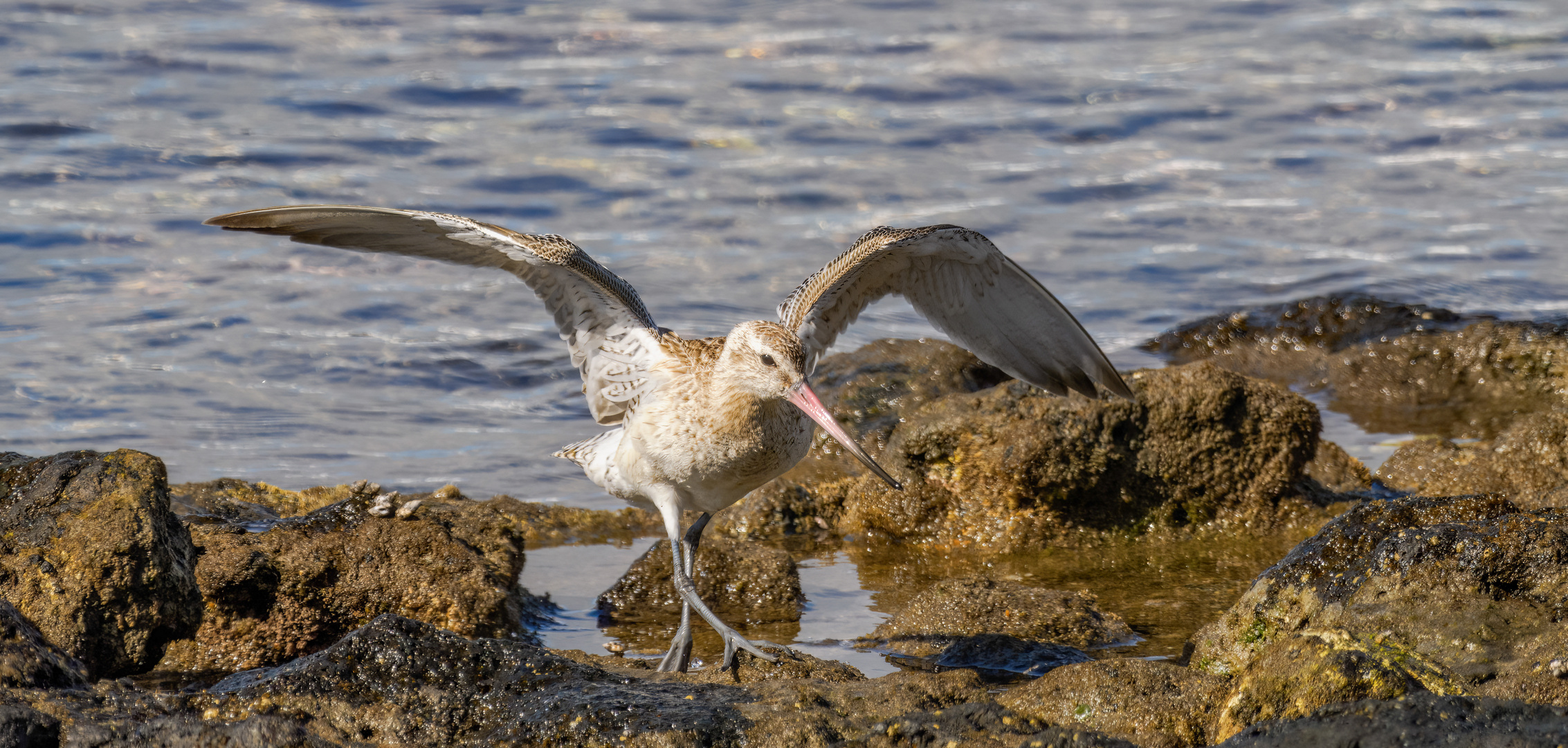 Pfuhlschnepfe - ein Vogel der Superlative