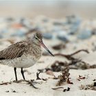 Pfuhlschnepfe / Helgoland