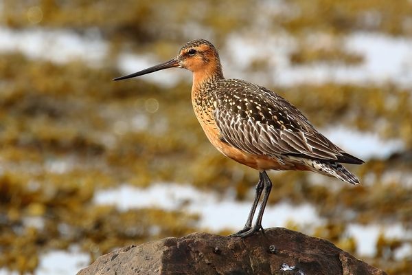 Pfuhlschnepfe im Prachtkleid
