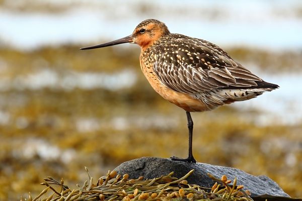Pfuhlschnepfe im Prachtkleid