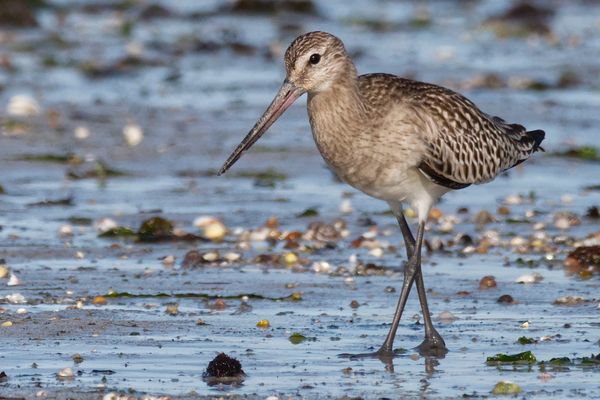 Pfuhlschnepfe im Schlichtkleid an der bretonischen Küste