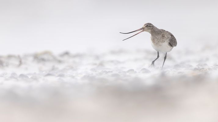 Pfuhlschnepfe im Sturm