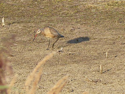   Pfuhlschnepfe in der Abendsonne
