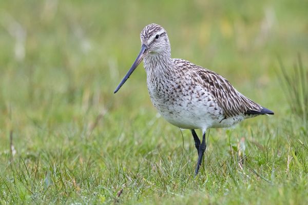 Pfuhlschnepfe (Limosa lapponica)
