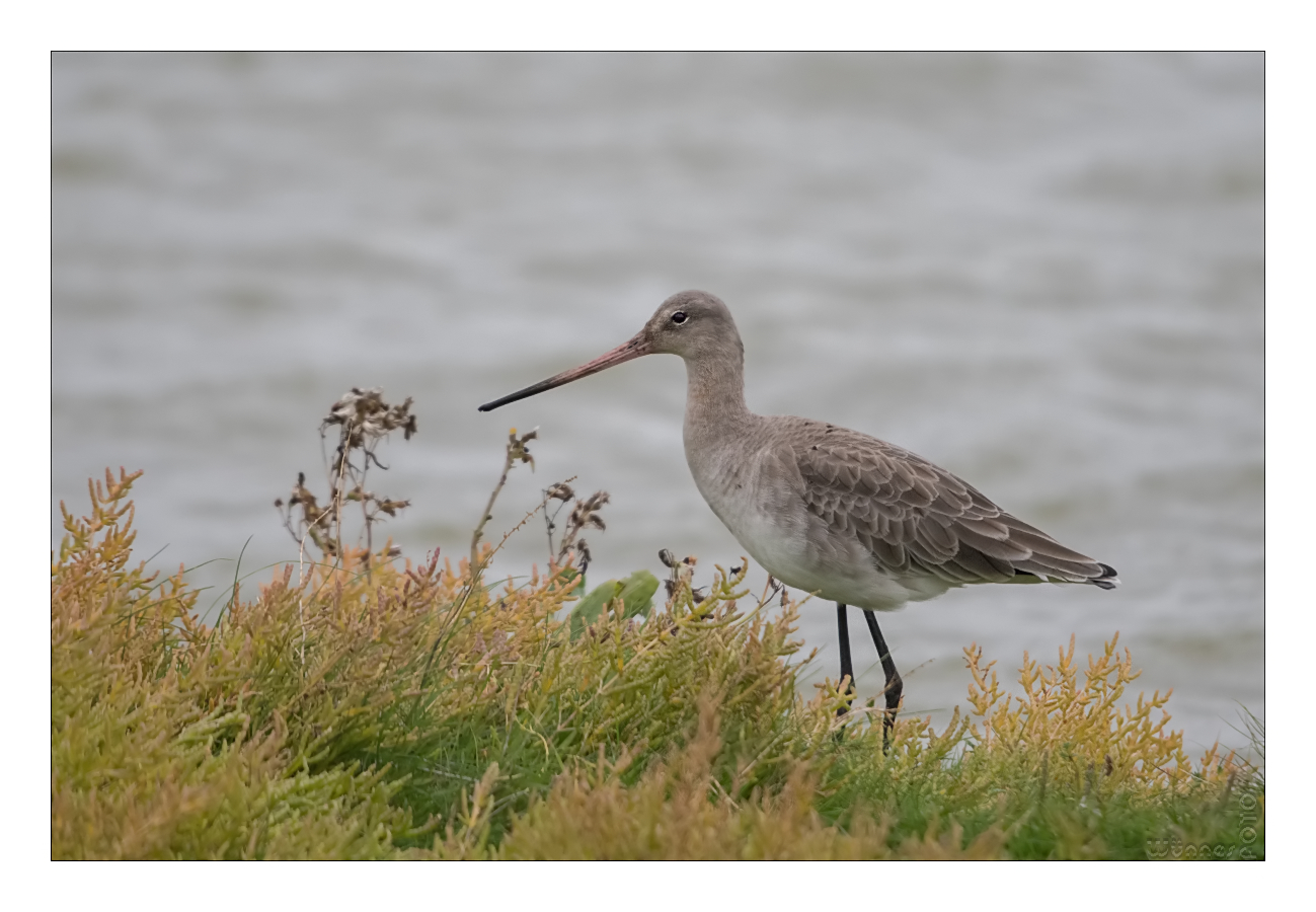  Pfuhlschnepfe (Limosa lapponica)