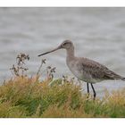  Pfuhlschnepfe (Limosa lapponica)