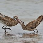 Pfuhlschnepfe - Limosa lapponica