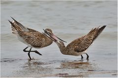 Pfuhlschnepfe - Limosa lapponica