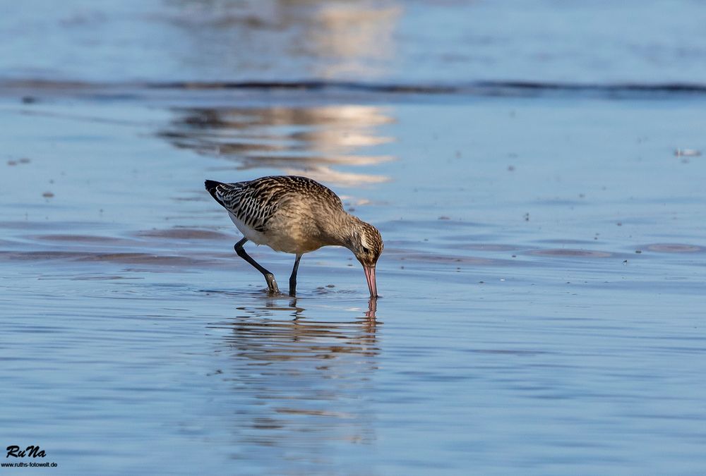 Pfuhlschnepfe - Limosa lapponica