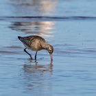 Pfuhlschnepfe - Limosa lapponica