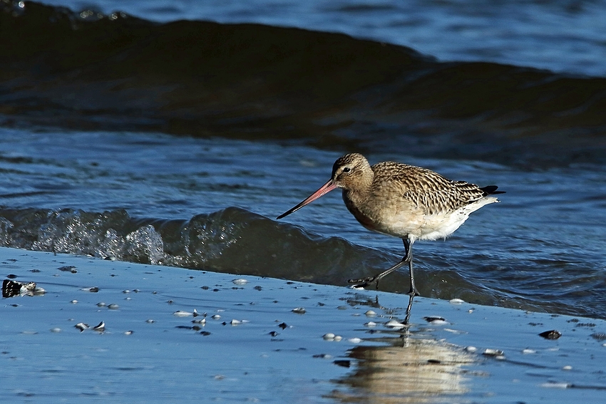 Pfuhlschnepfe (Limosa lapponica) 