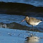 Pfuhlschnepfe (Limosa lapponica) 