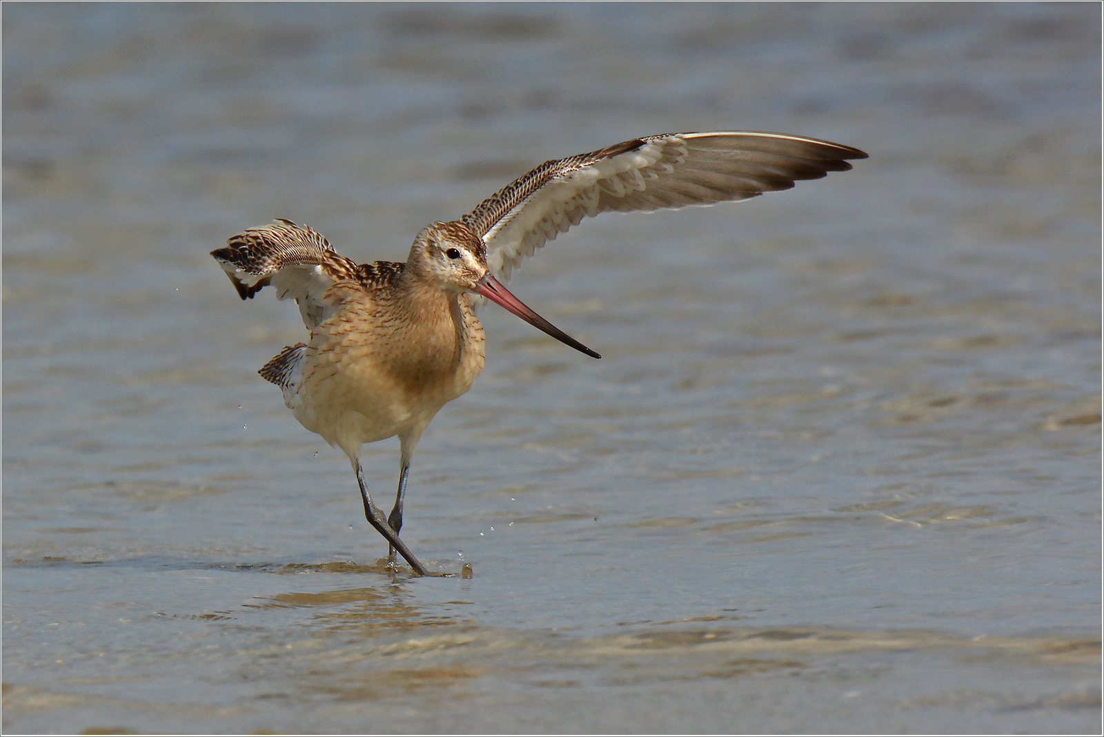 Pfuhlschnepfe  -  Limosa lapponica