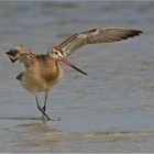 Pfuhlschnepfe  -  Limosa lapponica