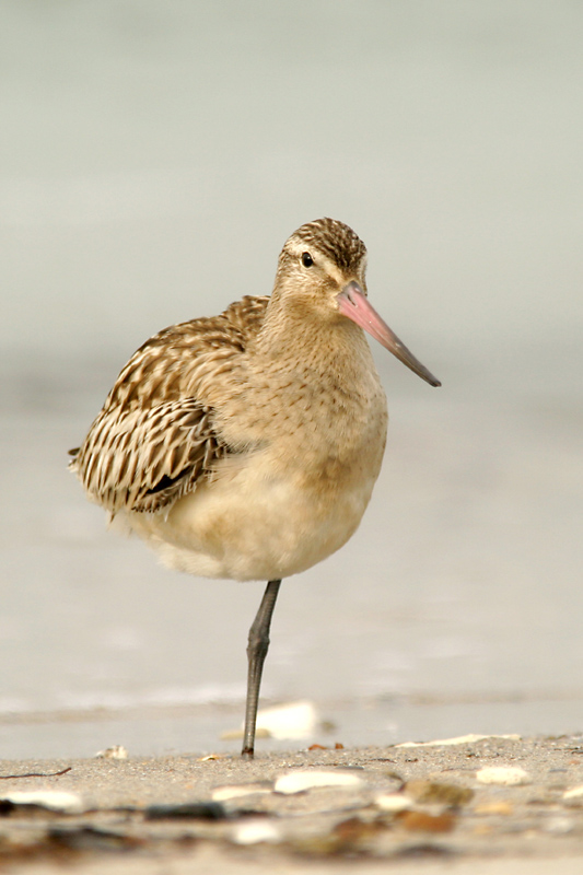 Pfuhlschnepfe (Limosa lapponica)