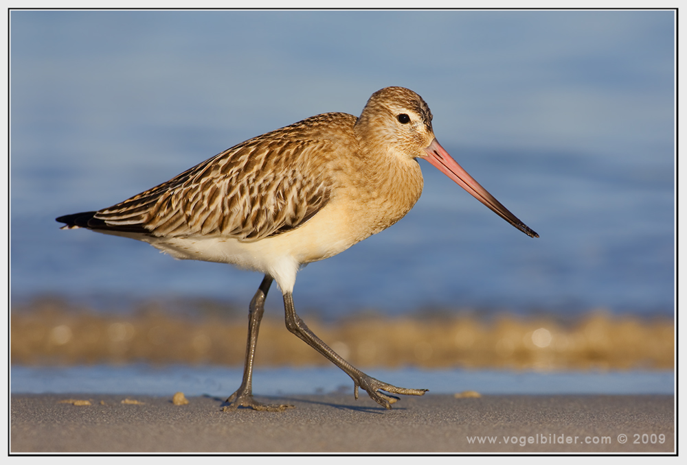 Pfuhlschnepfe (Limosa lapponica) Vogelzug 2009 Teil 2