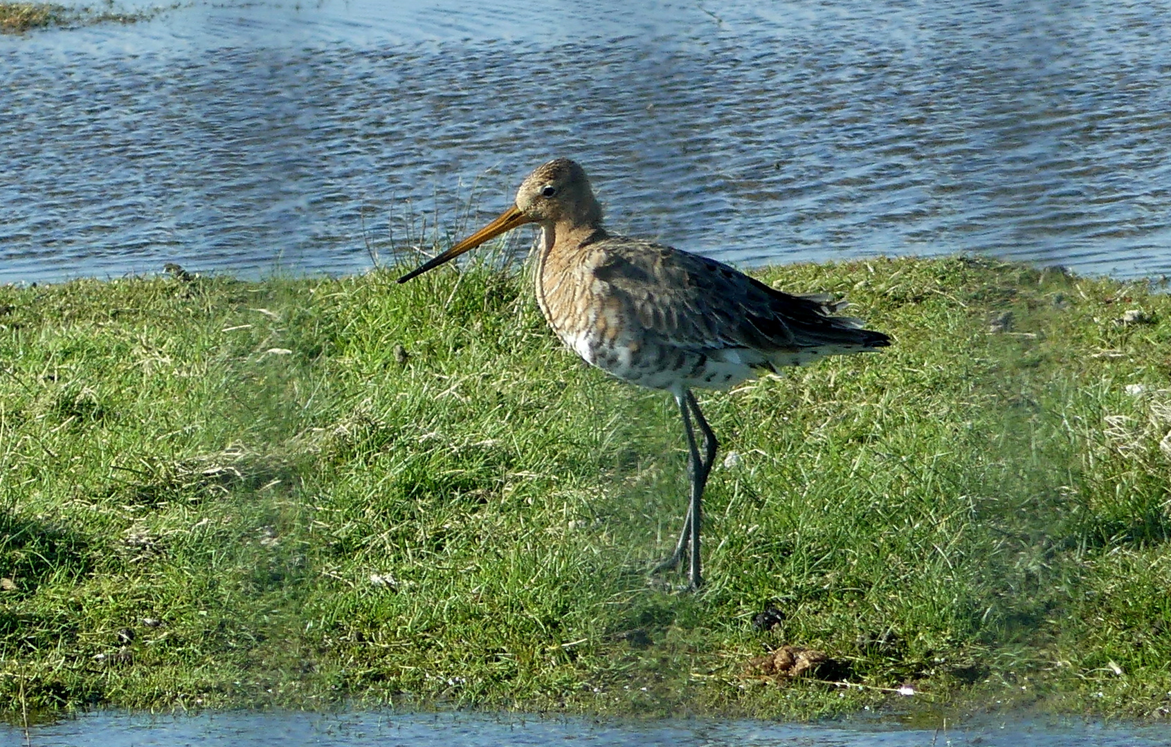 Pfuhlschnepfe, weiblich (Limosa lapponica)...