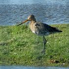 Pfuhlschnepfe, weiblich (Limosa lapponica)...