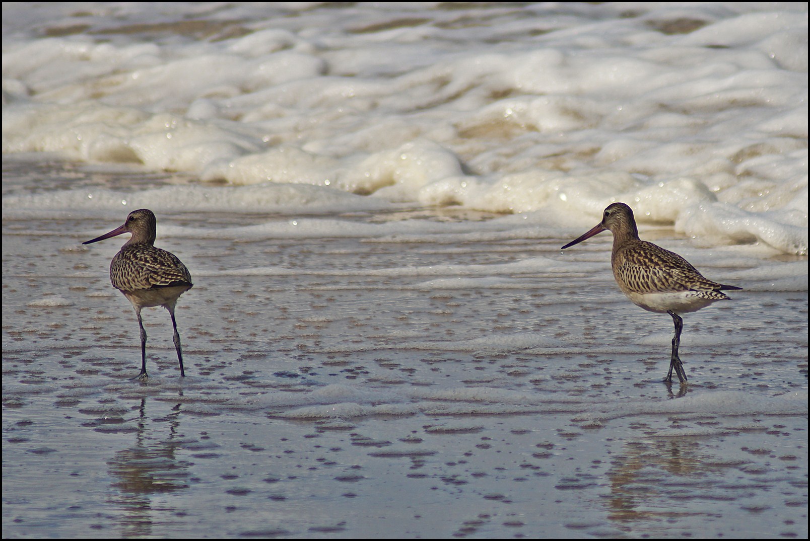 Pfuhlschnepfen am Strand