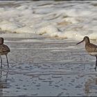 Pfuhlschnepfen am Strand