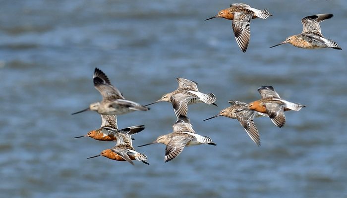 Pfuhlschnepfen Geschwader