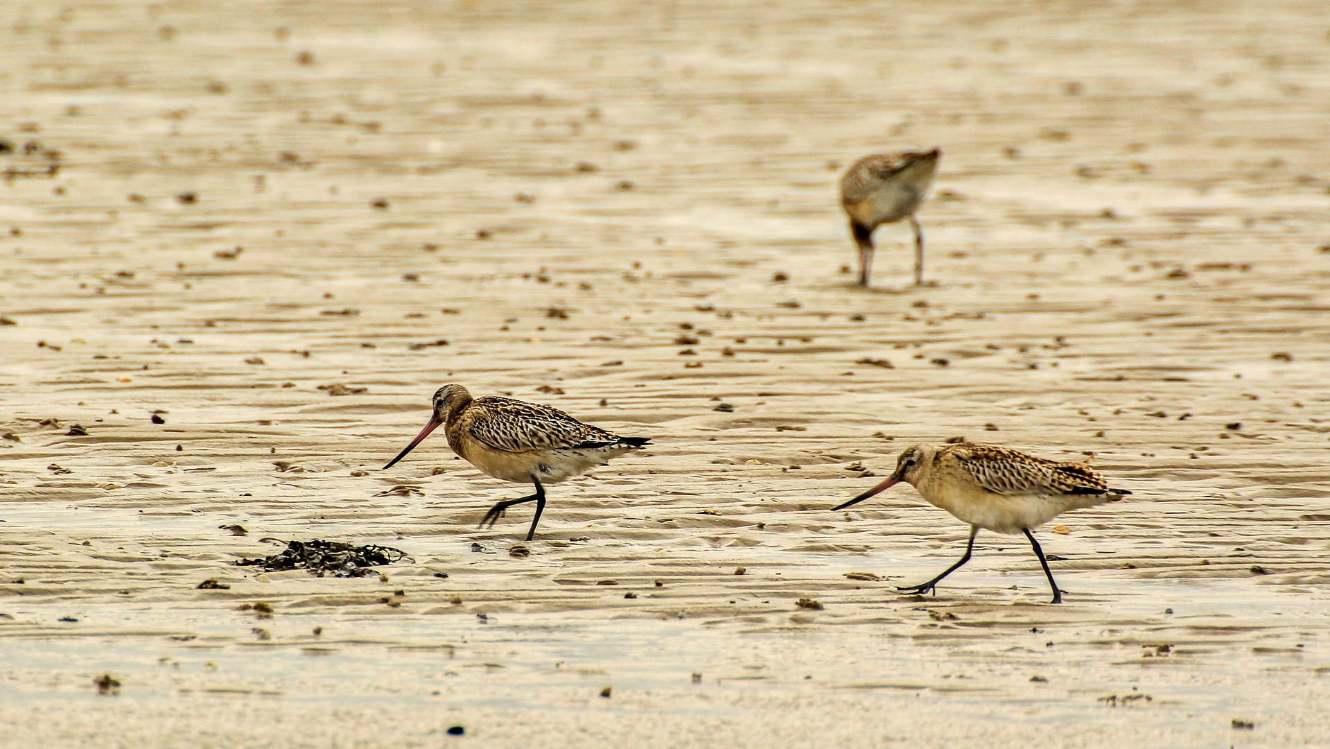 Pfuhlschnepfen  (Limosa lapponica)