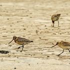 Pfuhlschnepfen  (Limosa lapponica)