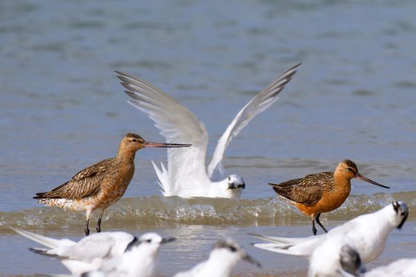 Pfuhlschnepfen (Limosa lapponica) mit "Clown" ( Brandseeschwalbe)(Thalasseus sandvicensis 