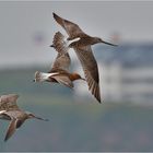 Pfuhlschnepfen vor Helgoland