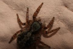 pfui Spinne... ~1cm