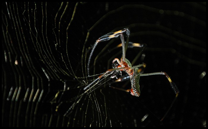 pfui Spinne