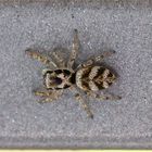 Pfui Spinne