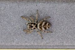 Pfui Spinne