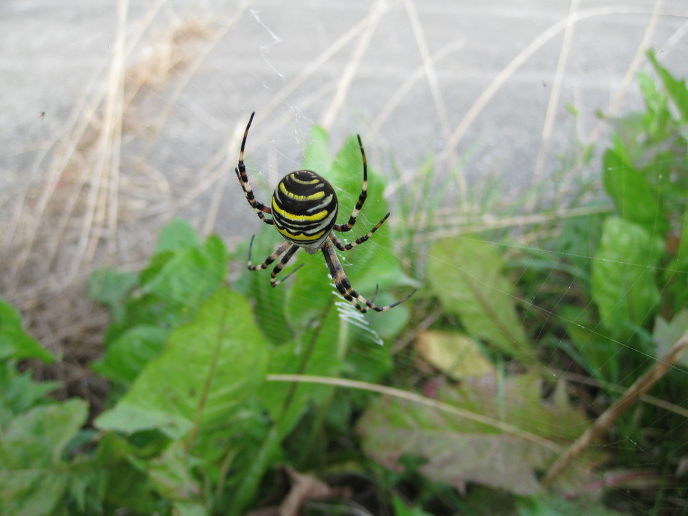 Pfui Spinne