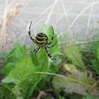 Pfui Spinne