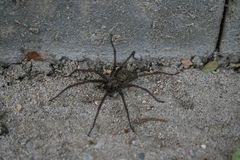 Pfui Spinne