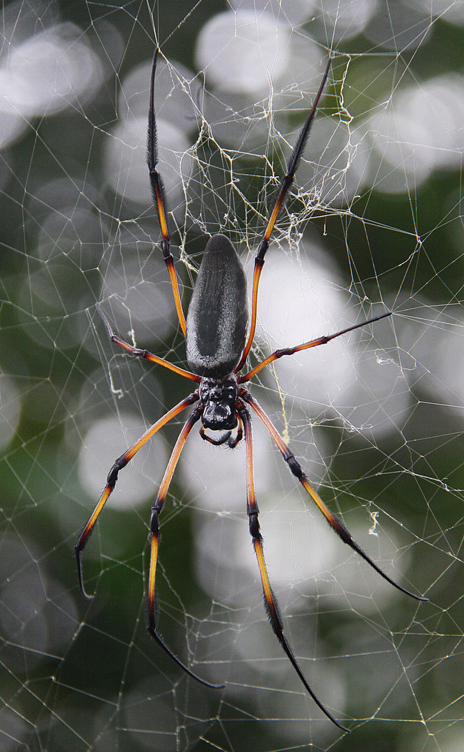 Pfui Spinne? Ach einfach mal abhängen....