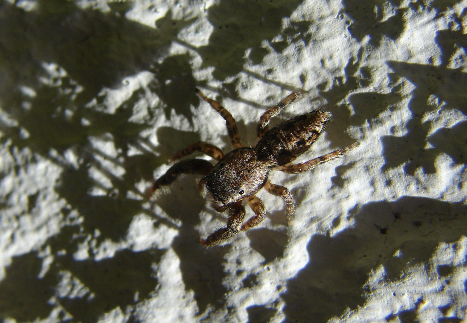 Pfui Spinne