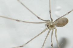 Pfui Spinne