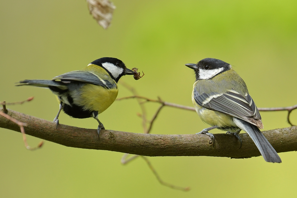 Pfui Spinne? Hier jedenfalls nicht 02