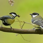 Pfui Spinne? Hier jedenfalls nicht 02