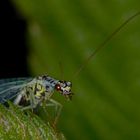 Pfui Spinne..nicht mal beim Frühstück hat man seine Ruhe...