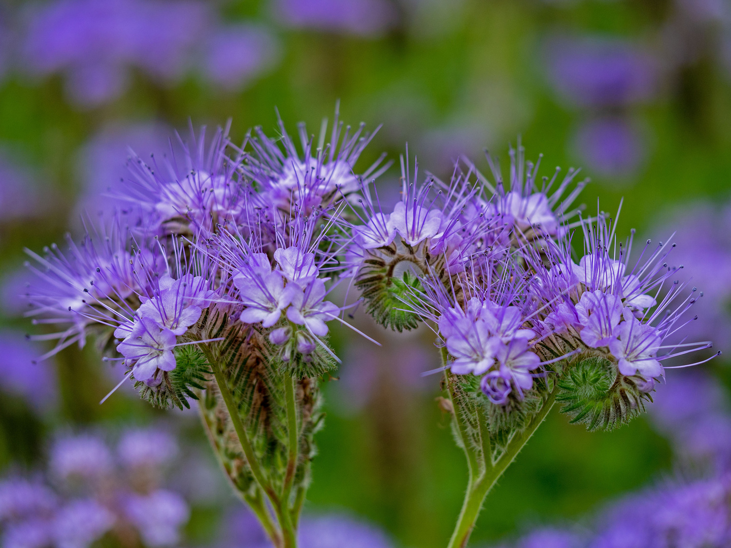 Phacelia